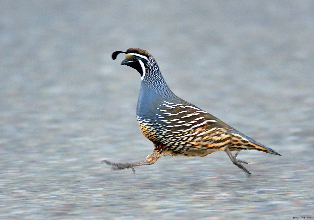 The Tale of the Quail